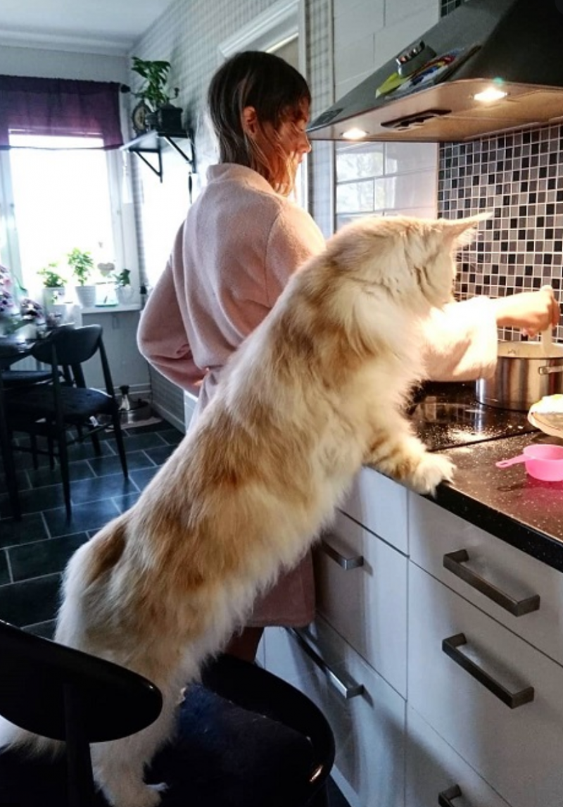 Большие кошки Мейн кун