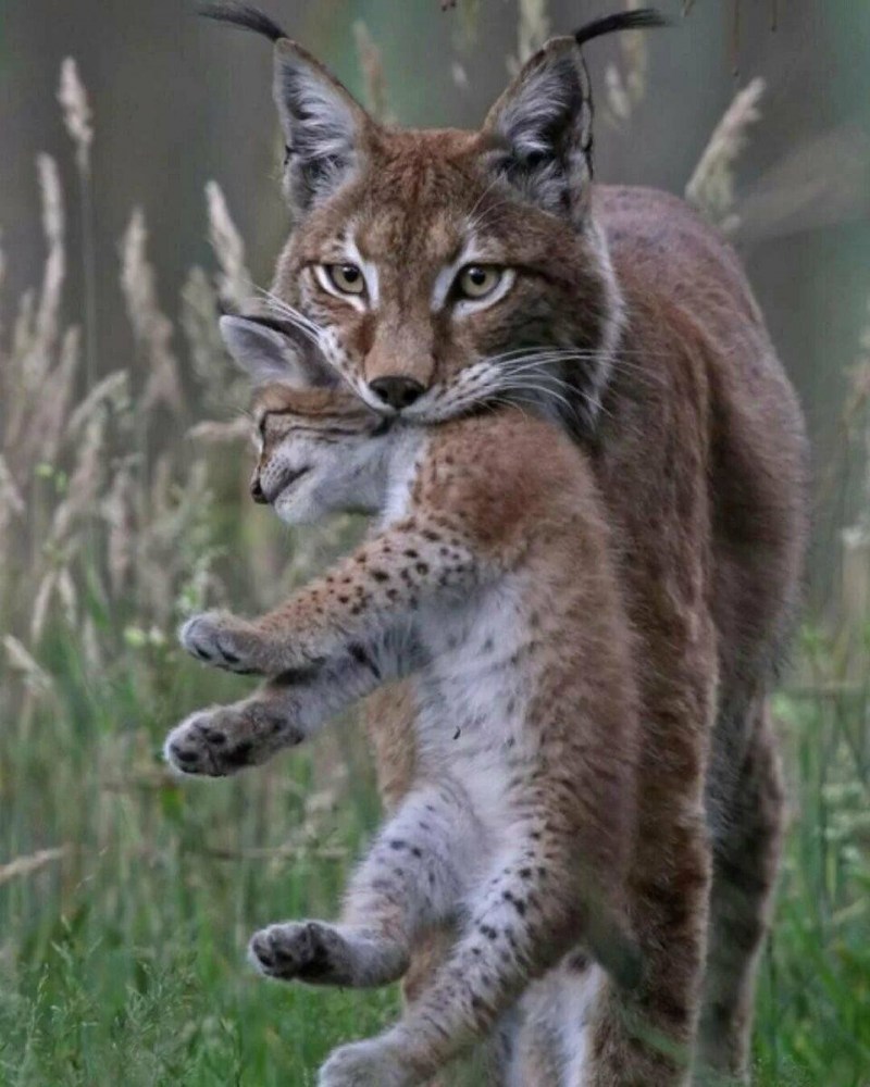 Рысь — Lynx Lynx
