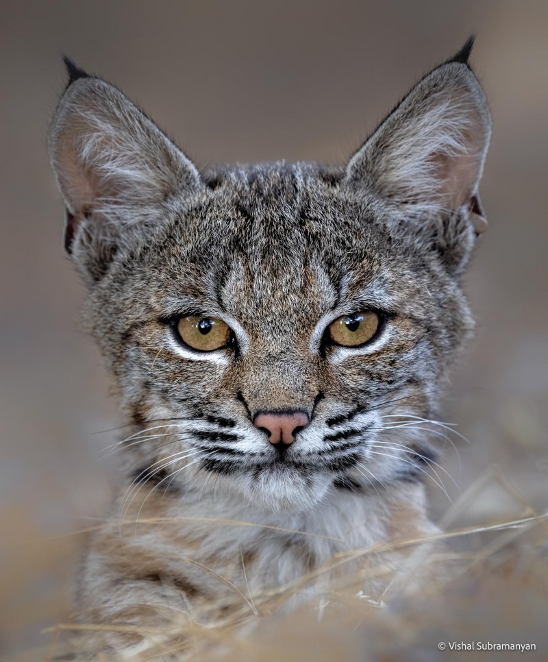 Рысь — Lynx Lynx
