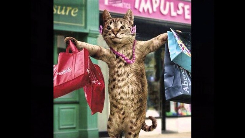 Кошка в магазине