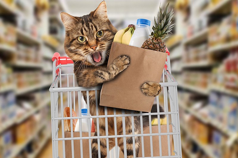 Кошка в магазине