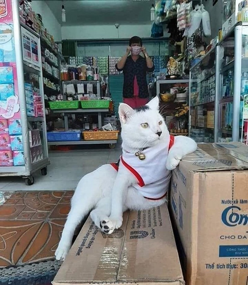 Кот в магазине