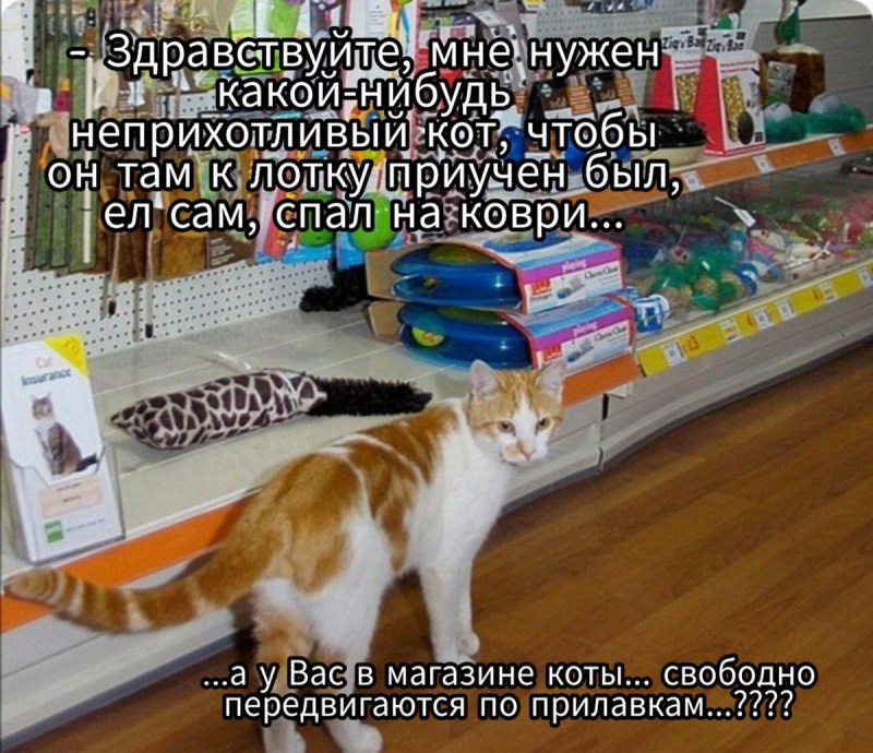 Зоомагазин кошки