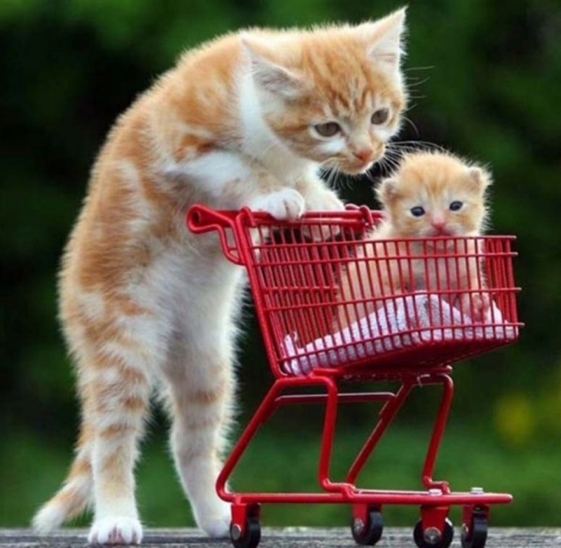 Самые мимимишные котята