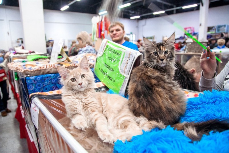 Выставка кошек