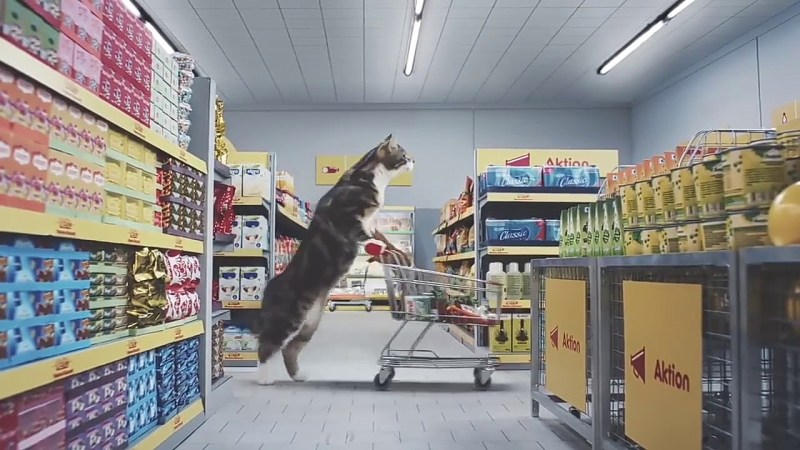 Кот в продуктовом магазине