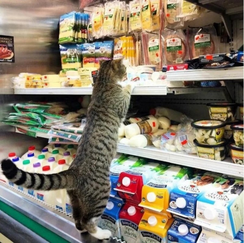 Кот в продуктовом магазине