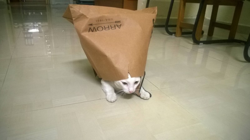 Кот с пакетом на голове