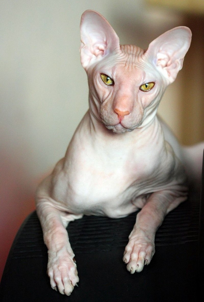 Кот сфинкс котенок