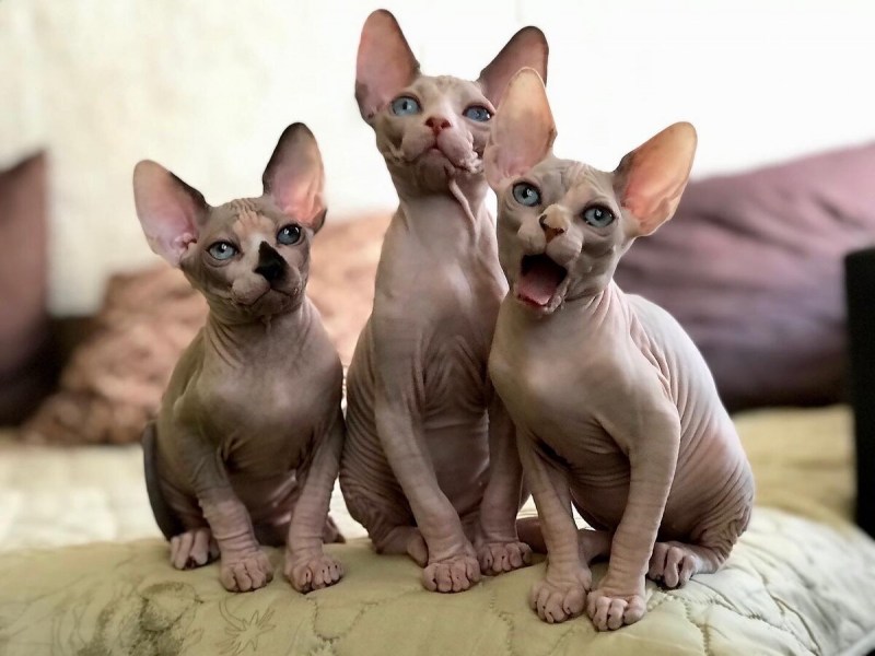 Кот Донской сфинкс