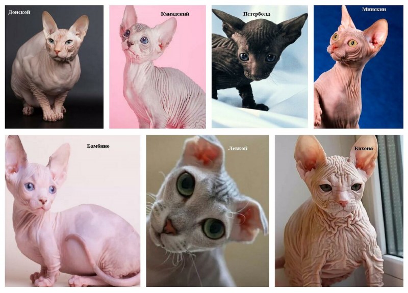 Донской сфинкс кошка