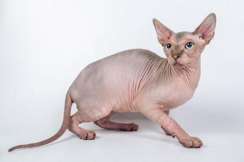 Коты сфинксы