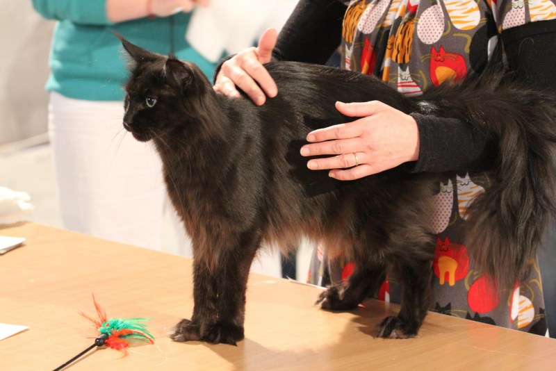 Кошка Мейн кун