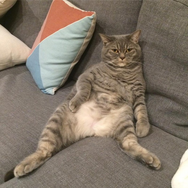 Пузатый котик