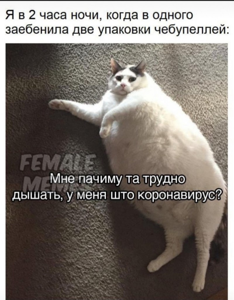 Толстая кошка