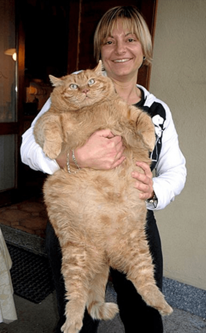 Самый толстый кот