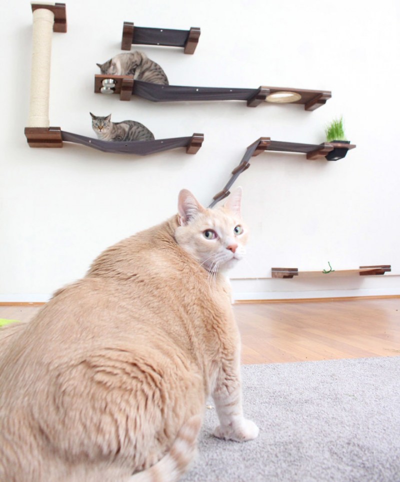 15 Килограммовый кот Бронсон