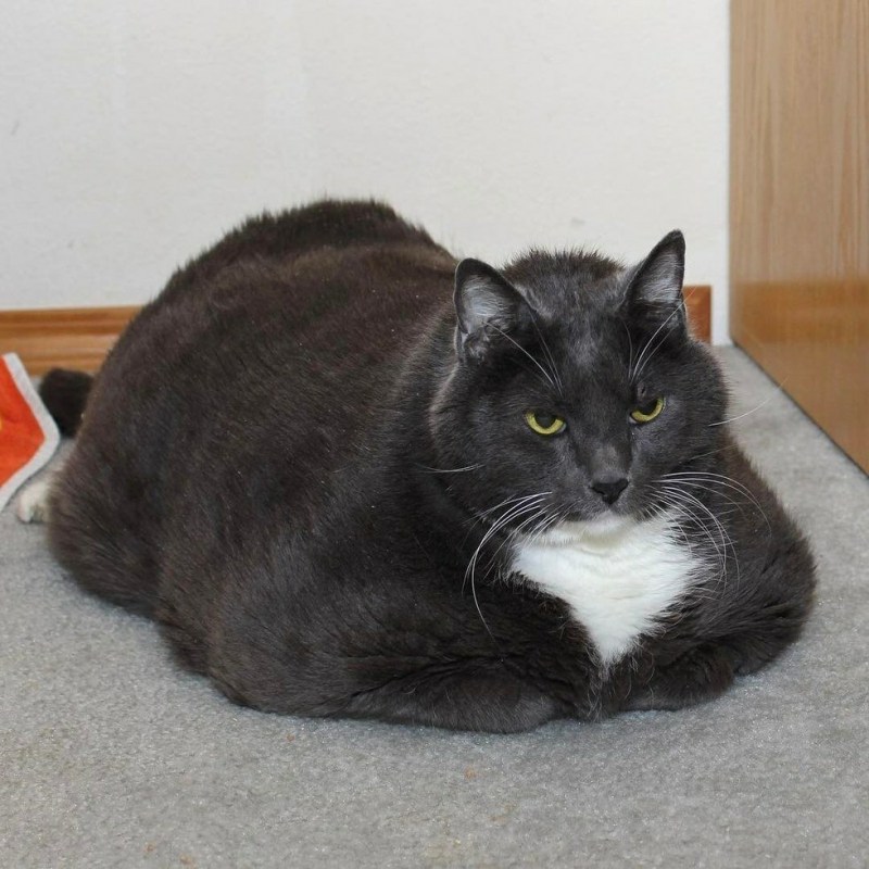 Толстый черный кот