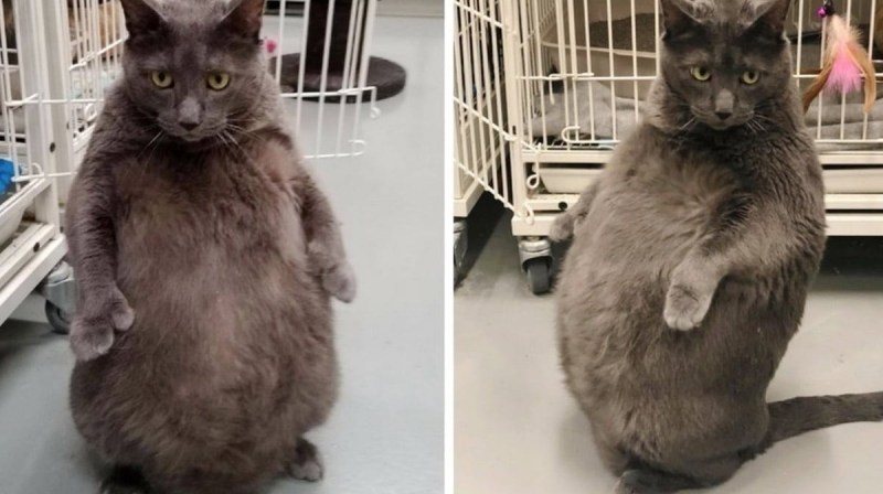 Грустный жирный кот