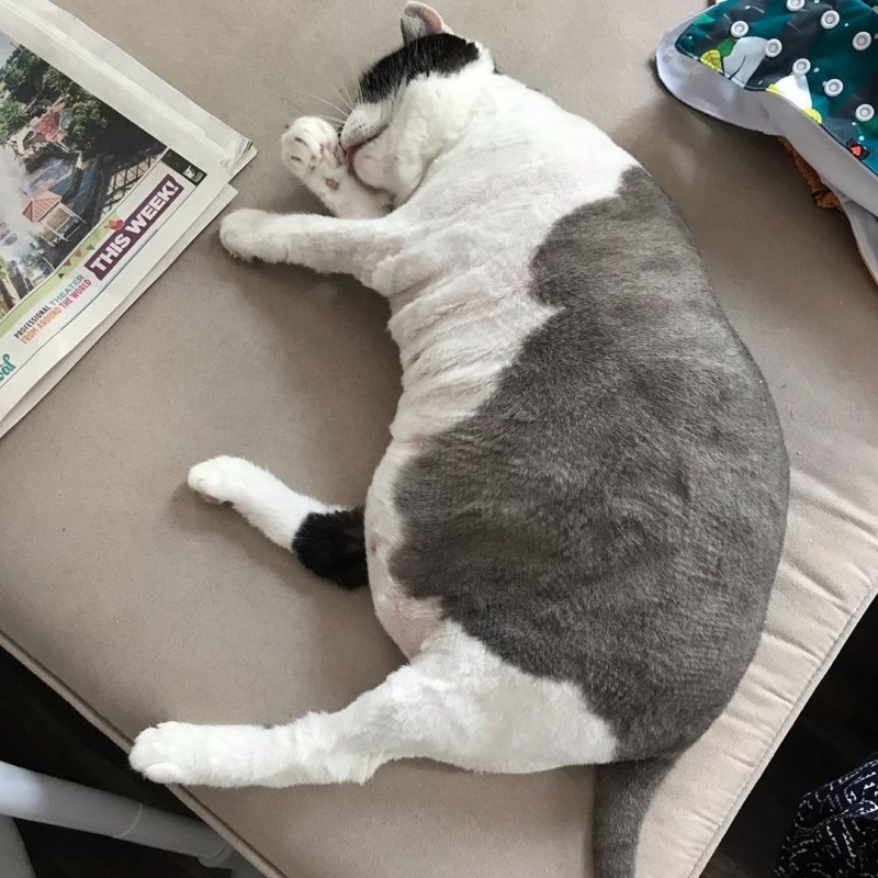 Толстые котики