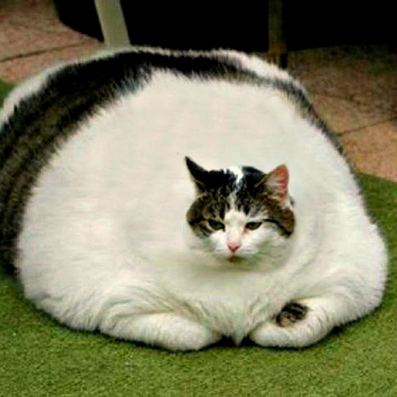 Жирный жирный кот