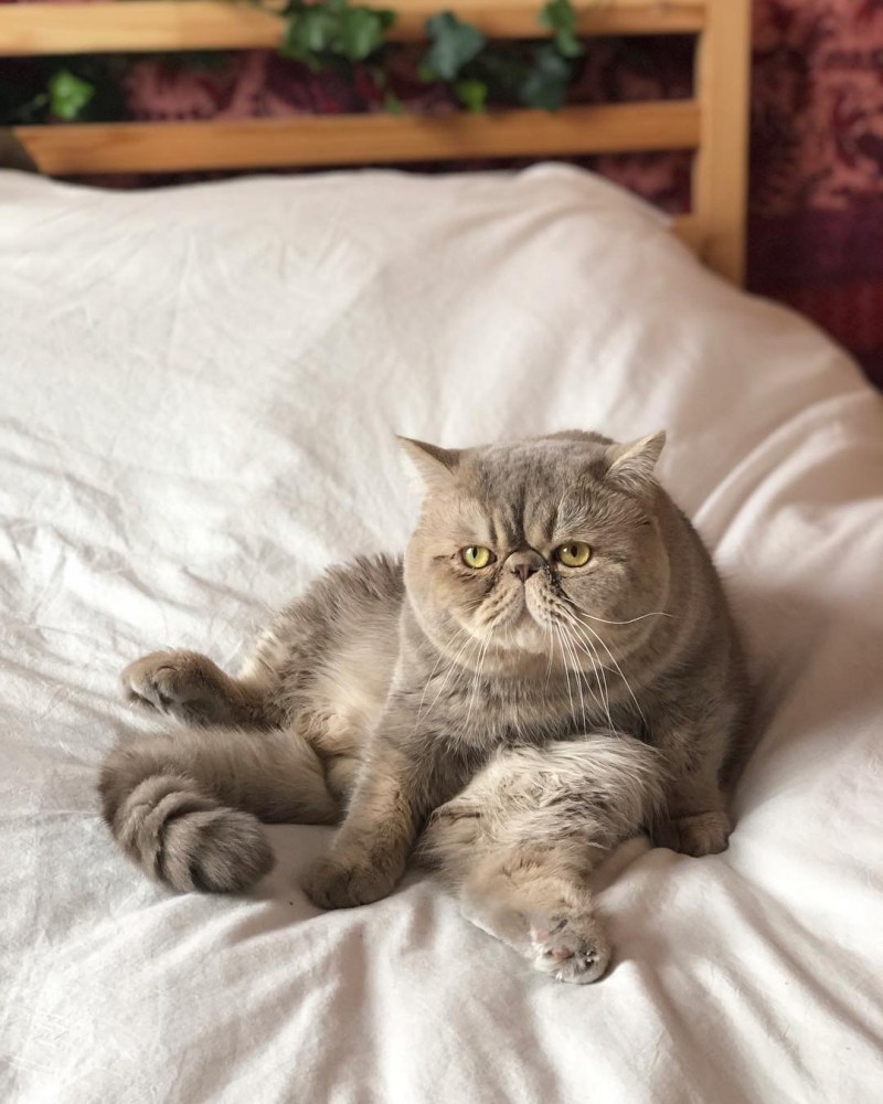 Экзот кошка серая