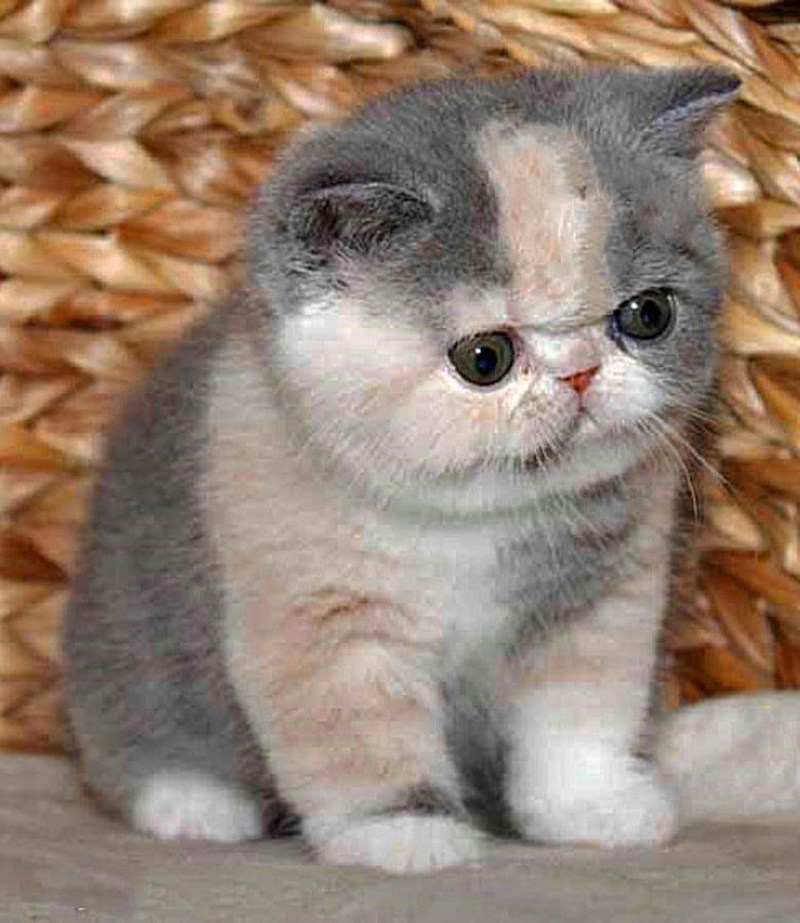 Кошки экзоты вислоухие