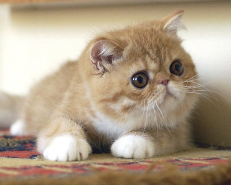 Экзотическая короткошерстная кошка фото