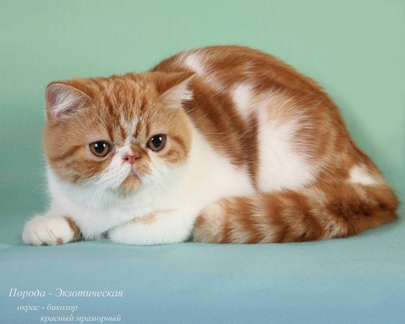 Трехшерстная кошка экзот