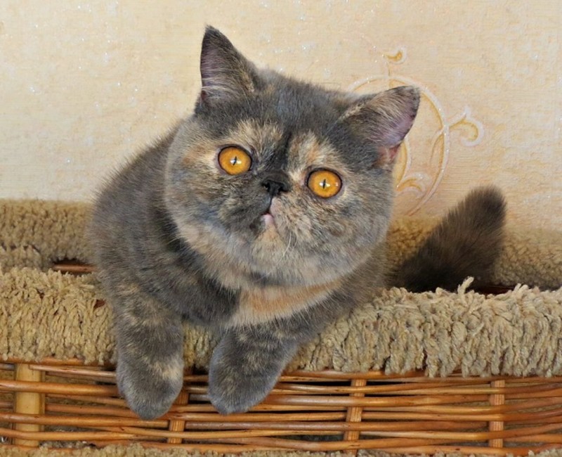 Экзотическая кошка Манчкин