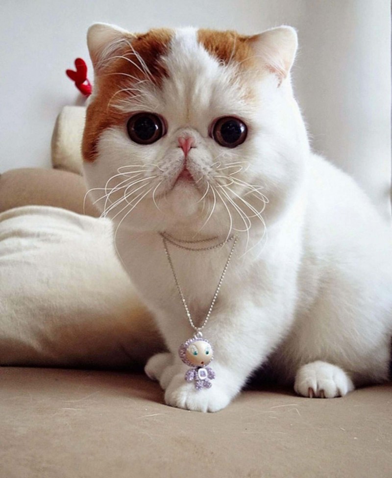 Экзотическая короткошерстная кошка игрушка
