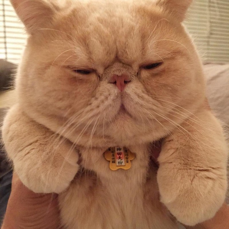 Коты экзоты