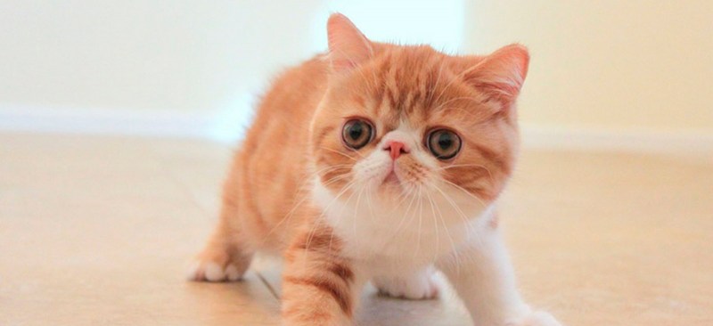 Экзот кошка