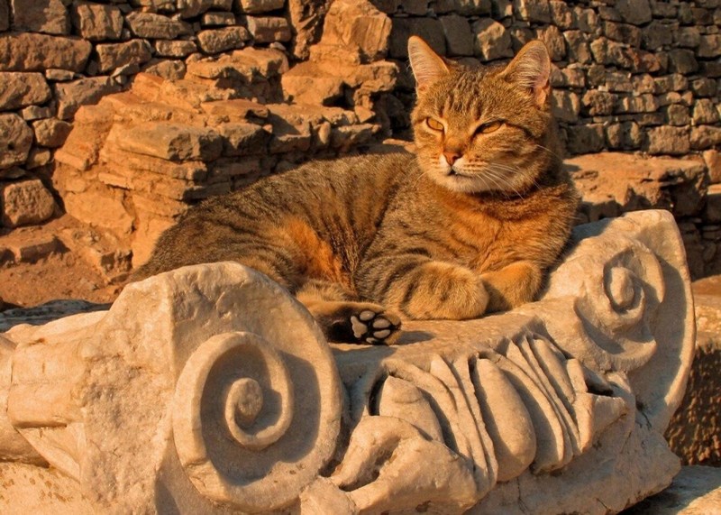 Древняя кошка