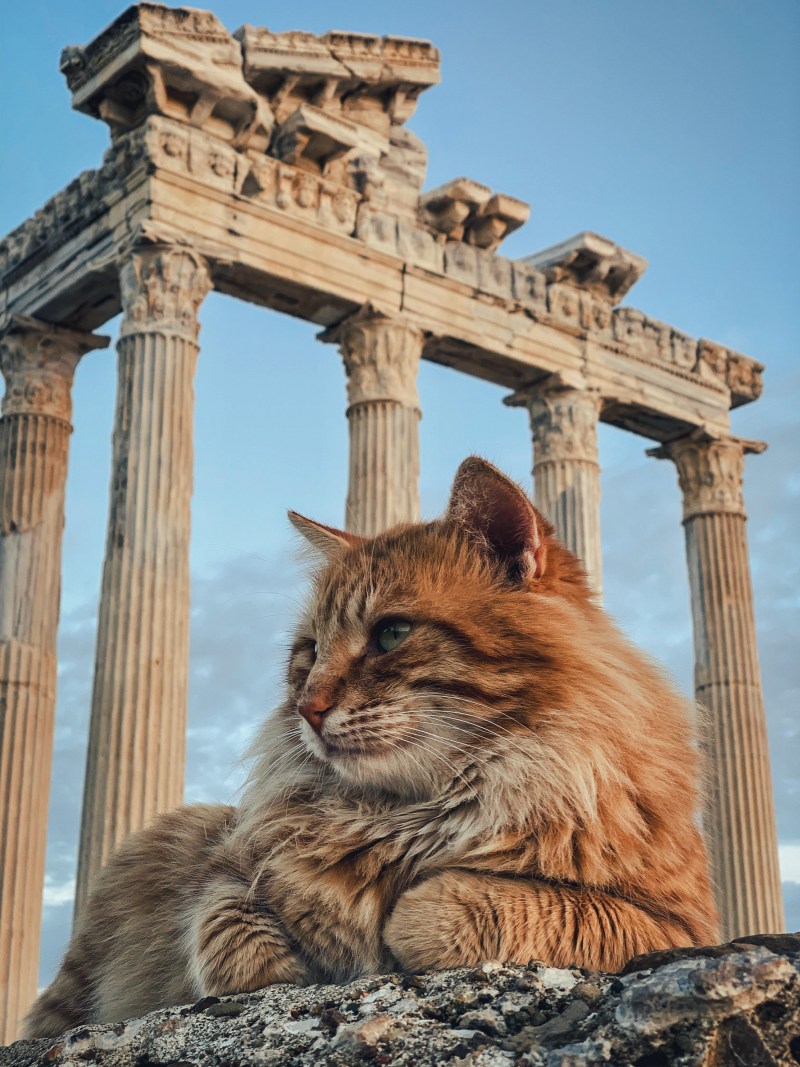 Кот античный