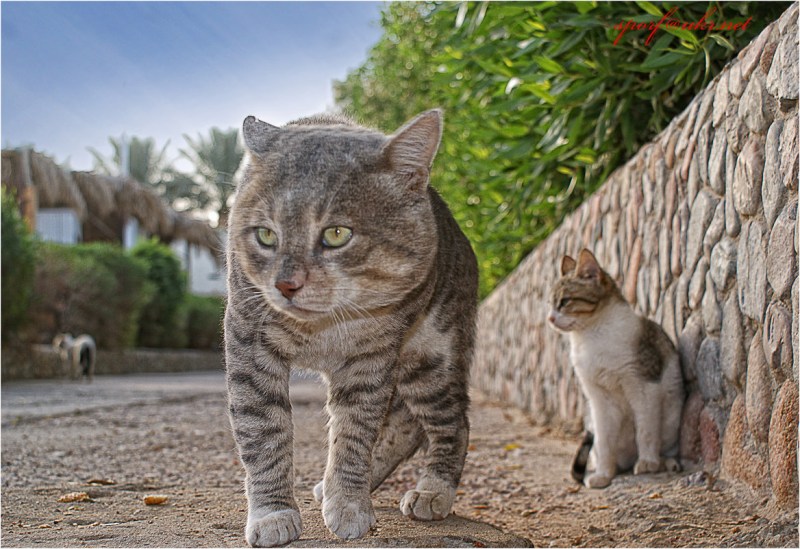 Коты в Египте