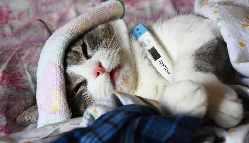 Котик с градусником
