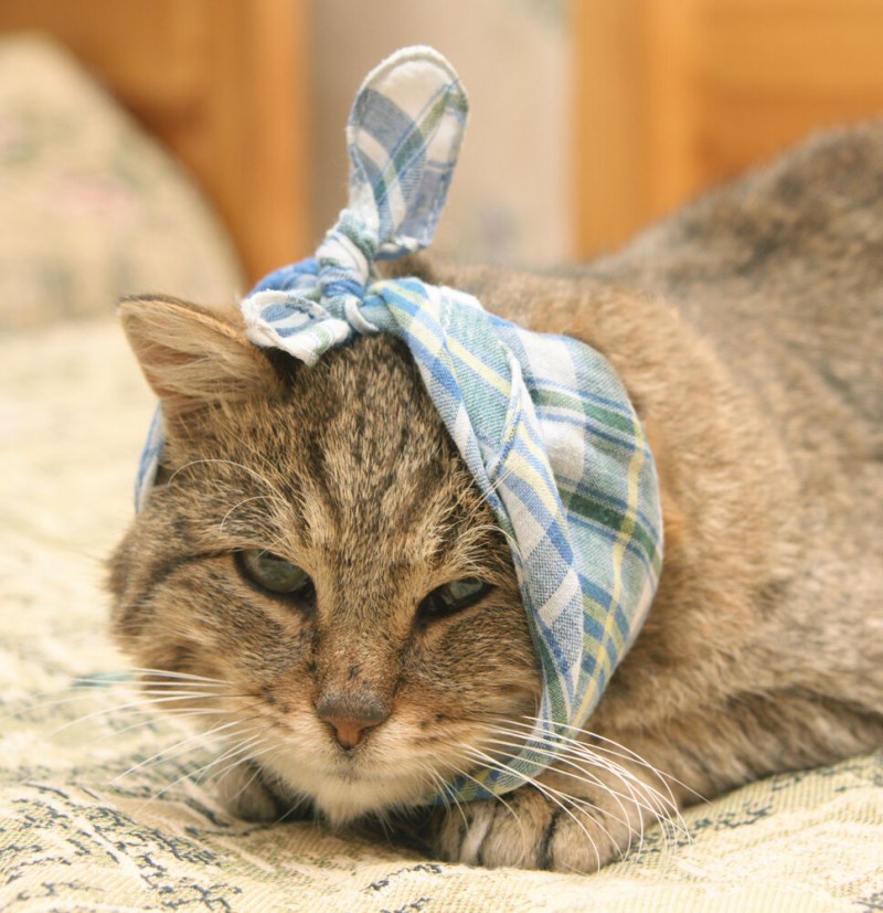 Кот с повязкой на голове