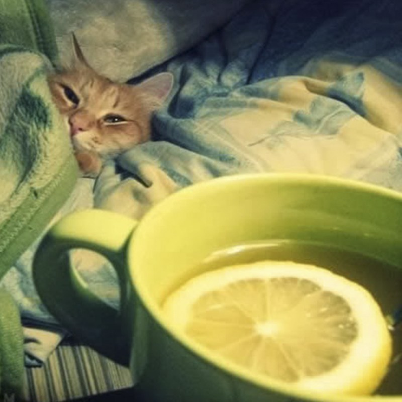 Котик простудился