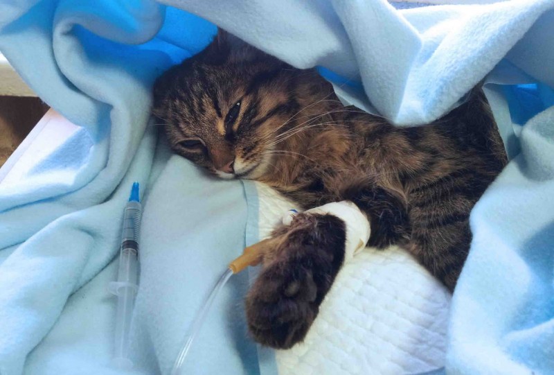 Мультяшные больной кот