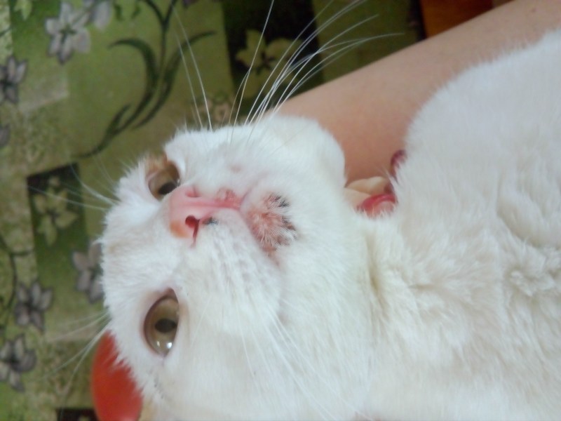 Больной котик с градусником