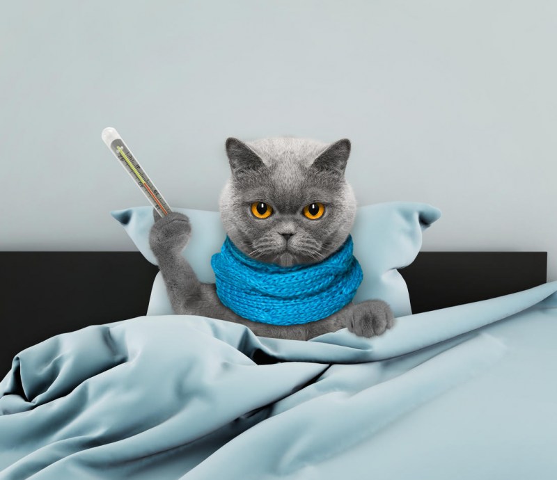 Кошка болеет