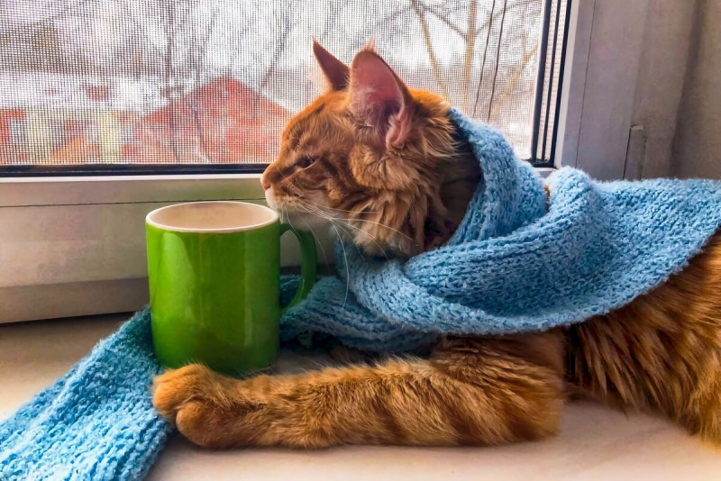 Кот заболел