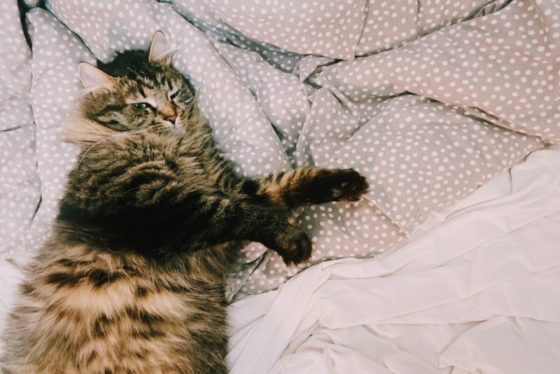 Популярный больной кот