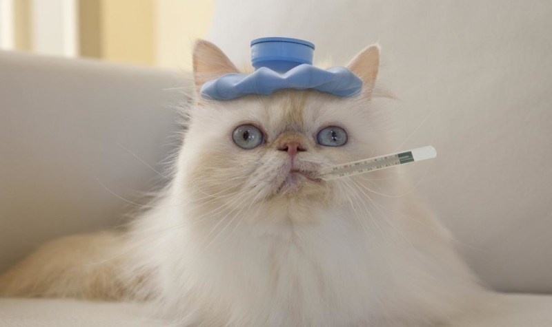 Кошка болеет
