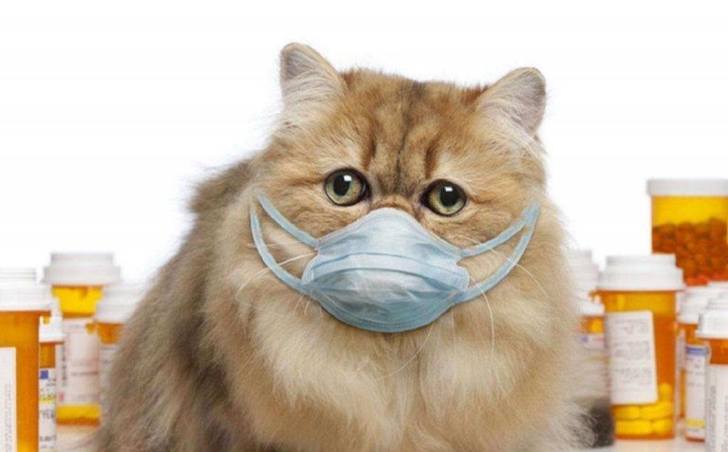 Кошка заболела