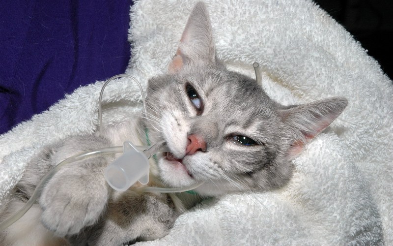Котик болеет