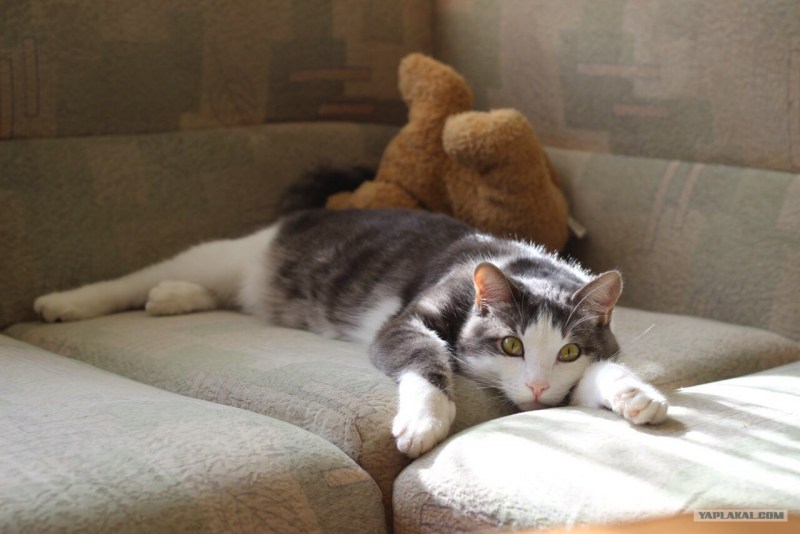 Мультяшные больной кот