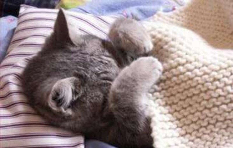 Котик болеет