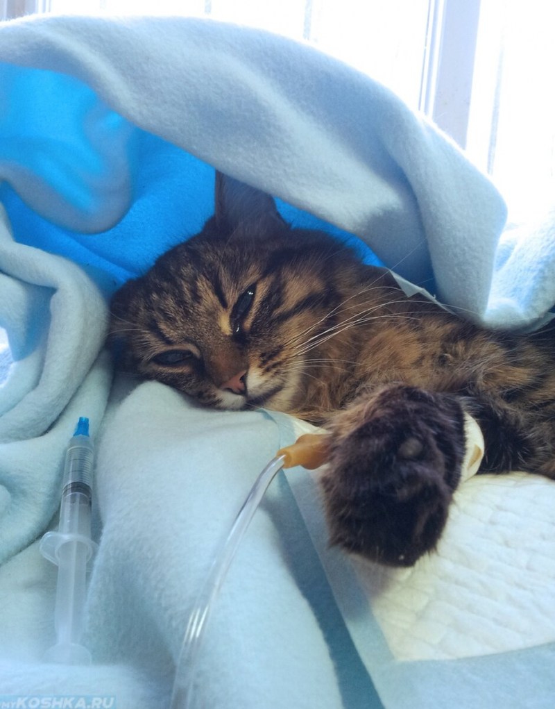 Кошка болеет